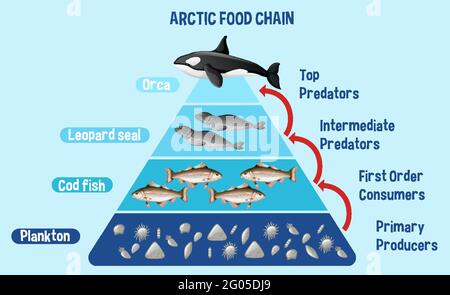 Schéma illustrant la chaîne alimentaire arctique pour l'éducation Illustration de Vecteur