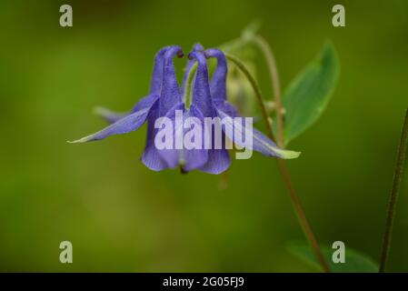 Détail d'une columbine à Grevolosa Beech (province de Barcelone, Osona, Catalogne, Espagne) ESP: Detalle de una aguileña en el hayedo de la Grevolosa Banque D'Images