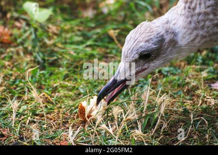 Un mouette sur l'herbe verte mange du pain ramasse. Banque D'Images