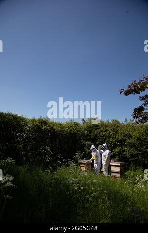 Deux apiculteurs inspectant des ruches avec un ciel bleu sans nuages Banque D'Images