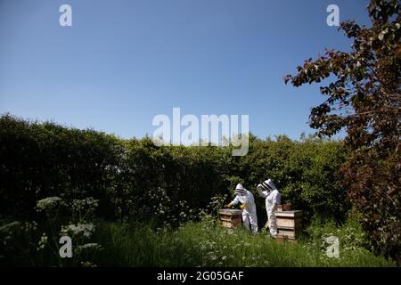 Deux apiculteurs inspectant des ruches avec un ciel bleu sans nuages Banque D'Images
