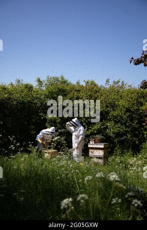 Deux apiculteurs inspectant des ruches avec un ciel bleu sans nuages Banque D'Images