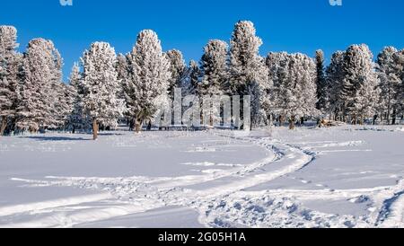 paysage, deux voies de pneus de voiture sur la neige pure blanche, menant à des conifères dans la forêt dans beau, lumineux, hiver, temps ensoleillé Banque D'Images