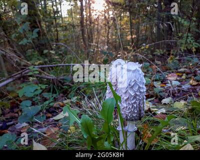 champignon appelé calaque (coprinus comatus) au milieu de la forêt, gros plan sélectif Banque D'Images