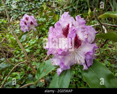 Belle fleur rose de rhododendron, gros plan.Fleurs ornementales à l'extérieur Banque D'Images