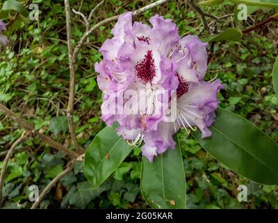 Belle photo de la fleur d'une plante appelée Rhododendron.Fleur décorative Banque D'Images