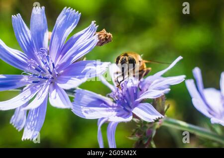 Abeille chicorée sur une fleur mauve clair. Photo naturelle de l'été. Banque D'Images