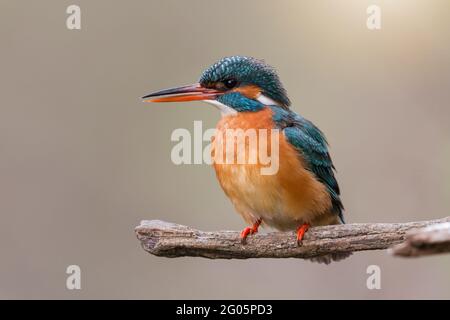 Charmante femme kingfisher commune avec bec orange perchée sur la branche au printemps Banque D'Images