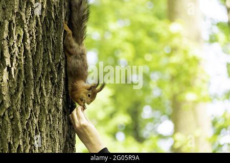 Écureuil sur un arbre. L'écureuil roux mange des noix d'une paume humaine. Banque D'Images