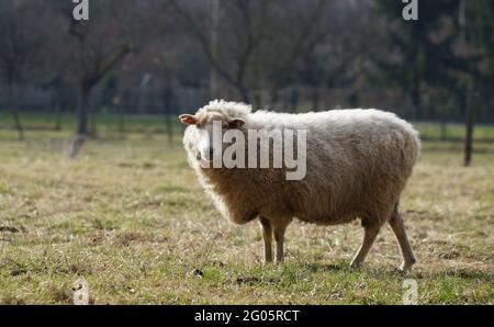 mouton blanc debout sur la prairie Banque D'Images