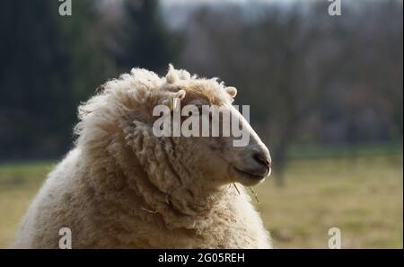 portrait de moutons blancs dans le champ Banque D'Images