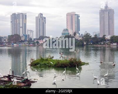 Faune et flore dans l'eau et immeubles d'appartements en hauteur le long de la rivière, Colombo, Sri Lanka Banque D'Images