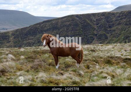 Poney de montagne sauvage gallois debout sur Craig Cerrig Gleisiadad Fan Frynach National nature Reserve Brecon Beacons National Park Powys Wales Cymru UK Banque D'Images