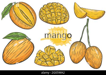 Mango, ensemble vectoriel. Tranches de fruits entiers et de mangue. Fruits exotiques tropicaux juteux lumineux d'été. Dessin à la main, esquisse de couleur. Illustration de Vecteur