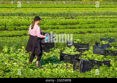 Cueillette et emballage de la laitue à Tarleton, Lancashire. Météo au Royaume-Uni 01 juin 2021 ; les travailleurs migrants sur le terrain en provenance d'Ukraine commencent tôt le matin à récolter de la laitue COS car la demande de salades dans les supermarchés est en hausse en raison du temps chaud continu. Les migrants ukrainiens constituent une énorme source de main-d'œuvre dans toute l'Europe, qui constitue le plus grand groupe de travailleurs migrants du continent. Les travailleurs migrants ukrainiens, dont beaucoup cherchent du travail en recrutant des entreprises, travaillent principalement dans des emplois à bas salaires dans des fermes de cueillette de fruits et de produits. Banque D'Images