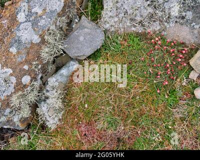 Plantes sauvages de type alpin poussant contre des roches sur la Ness de Burgi dans le sud de Shetland, Royaume-Uni - prises au printemps. Banque D'Images