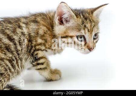 portrait d'un chaton rayé brun clair vieux d'un mois, assis sur un fond blanc, peu profond foyer de profondeur Banque D'Images