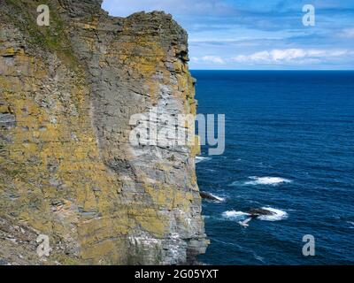 Le lichen couvrait des strates de roche fracturée sur Sumburgh Head, Shetland sud, Royaume-Uni - partie de la formation de flagstone de Bressay - le soubassement sédimentaire formait l'appro Banque D'Images