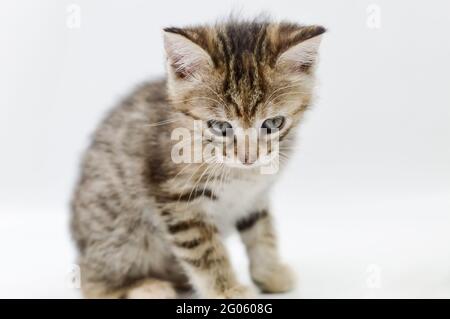 portrait d'un chaton rayé brun clair vieux d'un mois, assis sur un fond blanc, peu profond foyer de profondeur Banque D'Images