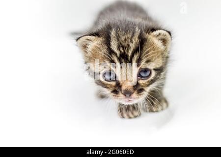 portrait d'un chaton brun rayé de deux semaines sur fond blanc, mise au point en profondeur faible, gros plan Banque D'Images