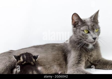 Portrait D Une Maman De Chat Gris Qui Allaite Un Chaton De Deux Semaines Sur Fond Blanc Mise Au Point En Profondeur Peu Profonde Gros Plan Photo Stock Alamy