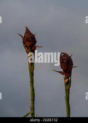 Gymea Lily épis de fleurs debout Banque D'Images