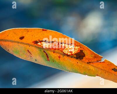 Feuilles d'eucalyptus. Macro de Gum Leaf coloré, une tache visible à travers où il s'est usé à travers les veines de couleur rouille, sur fond bleu-vert flou Banque D'Images