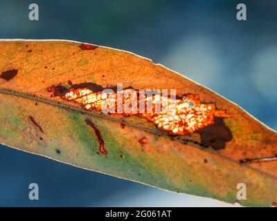 Macro d'une feuille de Gum colorée avec une zone visible où elle s'est usée jusqu'aux veines maintenant de couleur rouille, sur fond bleu-vert flou Banque D'Images