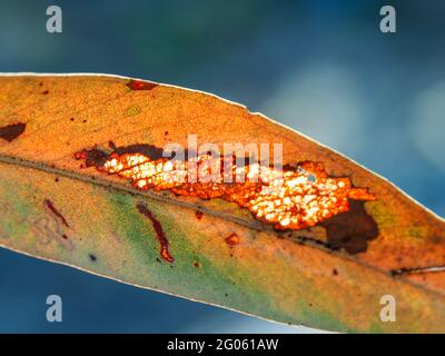 Feuilles d'eucalyptus. Macro de Gum Leaf coloré, une tache visible à travers où il s'est usé à travers les veines de couleur rouille, sur fond bleu-vert flou Banque D'Images