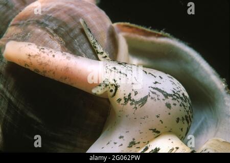 Buccal commun (Buccinum undatum) sa proboscis ou parties buccales tubulaires étendues, Royaume-Uni. Banque D'Images