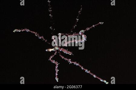 Une araignée de mer Nymphon sp. Tombant dans la colonne d'eau dans les eaux côtières, au Royaume-Uni. Banque D'Images