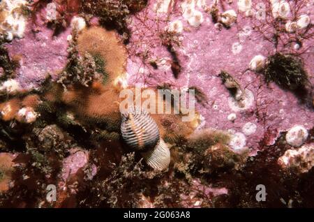 La cowrie européenne (Trivia monacha) se nourrissant de jets de mer coloniaux, Royaume-Uni. Banque D'Images