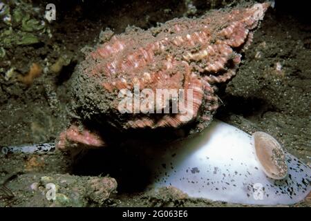 Buccin commun (Buccinum undatum) se déplaçant au-dessus des fonds marins, Royaume-Uni. Banque D'Images