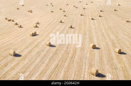 Vue aérienne du champ avec du foin séché en balles, panorama large Banque D'Images