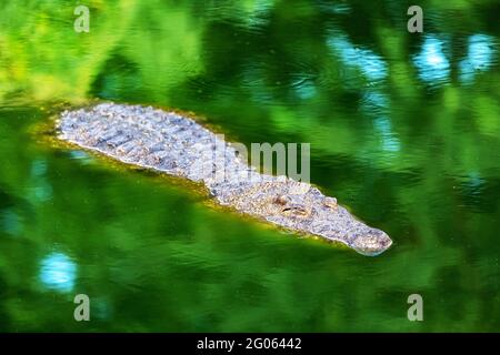 Gros crocodile africain attendant qu'il soit priez dans l'eau verte de gros plan. Photographie de la faune Banque D'Images