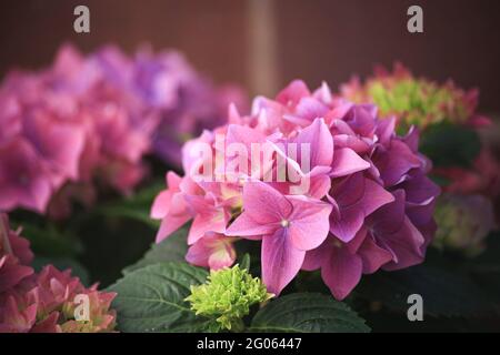 superbes hortensias multicolores fleuris en gros plan rose et violet un jardin Banque D'Images