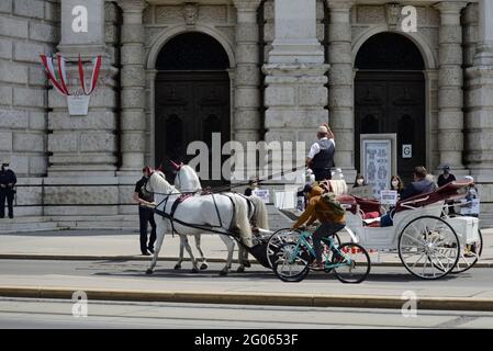 Vienne, Autriche. . 1er juin 2021. Les militants des droits des animaux de l'Association contre les usines animales ont protesté contre la mort tragique du Fiakerhorse 'Nelson', mort devant le Burgtheater avec une déchirure aortique. Credit: Franz PERC / Alamy Live News Banque D'Images