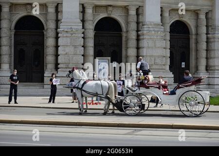 Vienne, Autriche. . 1er juin 2021. Les militants des droits des animaux de l'Association contre les usines animales ont protesté contre la mort tragique du Fiakerhorse 'Nelson', mort devant le Burgtheater avec une déchirure aortique. Credit: Franz PERC / Alamy Live News Banque D'Images