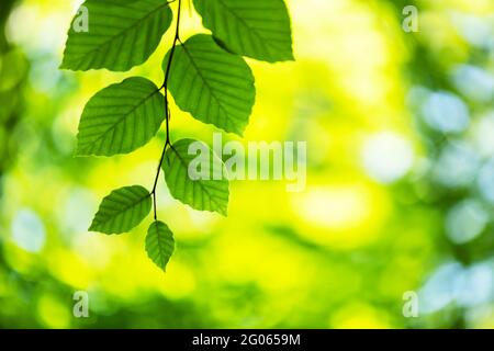 Gros plan sur la nature de la feuille de hêtre vert sur les brindilles de printemps sur fond flou en forêt. CopySpace faire en utilisant comme plantes vertes naturelles et toile de fond écologique Banque D'Images