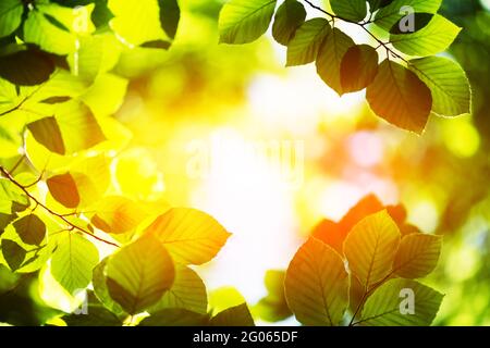 Gros plan sur la nature de la feuille de hêtre vert sur les brindilles de printemps sur fond flou en forêt. CopySpace faire en utilisant comme plantes vertes naturelles et toile de fond écologique Banque D'Images