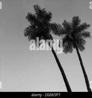 Prise de vue à angle bas de palmiers sous un ciel nuageux Banque D'Images