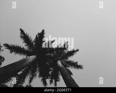 Prise de vue à angle bas de palmiers sous un ciel nuageux Banque D'Images