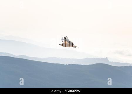 Griffon vautour du ciel au-dessus de la montagne Rocca del Crasto, Sicile Banque D'Images