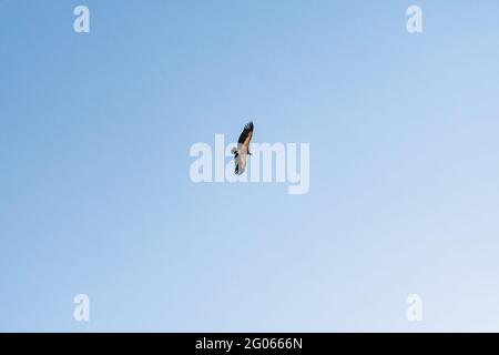 Griffon vautour du ciel au-dessus de la montagne Rocca del Crasto, Sicile Banque D'Images