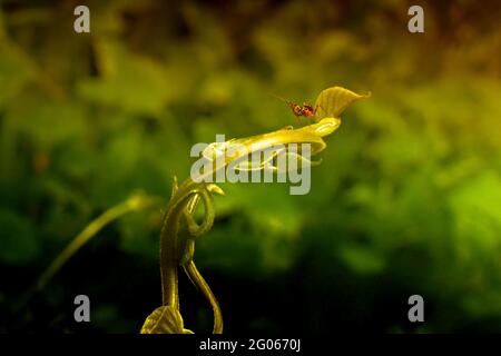 Fourmis rouge sur une feuille verte, texture de la nature, photographie de stock avec fond naturel Banque D'Images