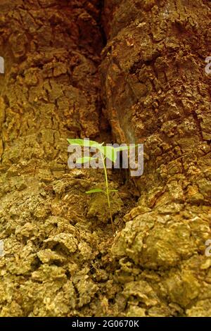 Nouvelles feuilles vertes nées sur l'ancien arbre, fond brun texturé , photo de stock de nature Banque D'Images