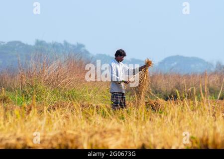 HOWRAH, BENGALE-OCCIDENTAL / INDE - 15 DÉCEMBRE 2013 : homme rural indien non identifié travaillant dans le domaine agricole en hiver matin. L'agriculture est un Banque D'Images