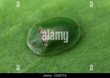 Chardon tortue (Cassida rubiginosa) Banque D'Images