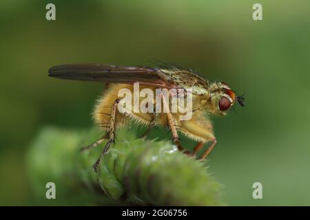 La Bouse jaune Fly Scathophaga stercoraria Banque D'Images