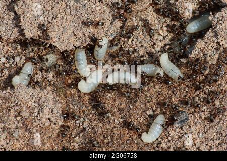 Fourmis avec larves Banque D'Images